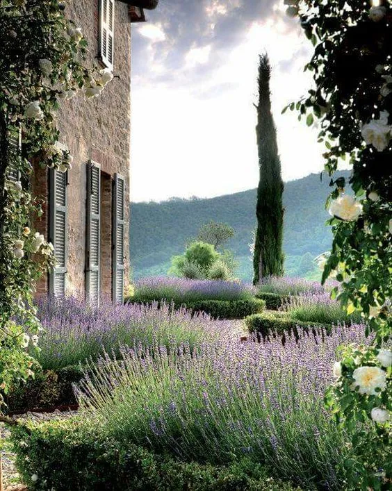 lavender provence