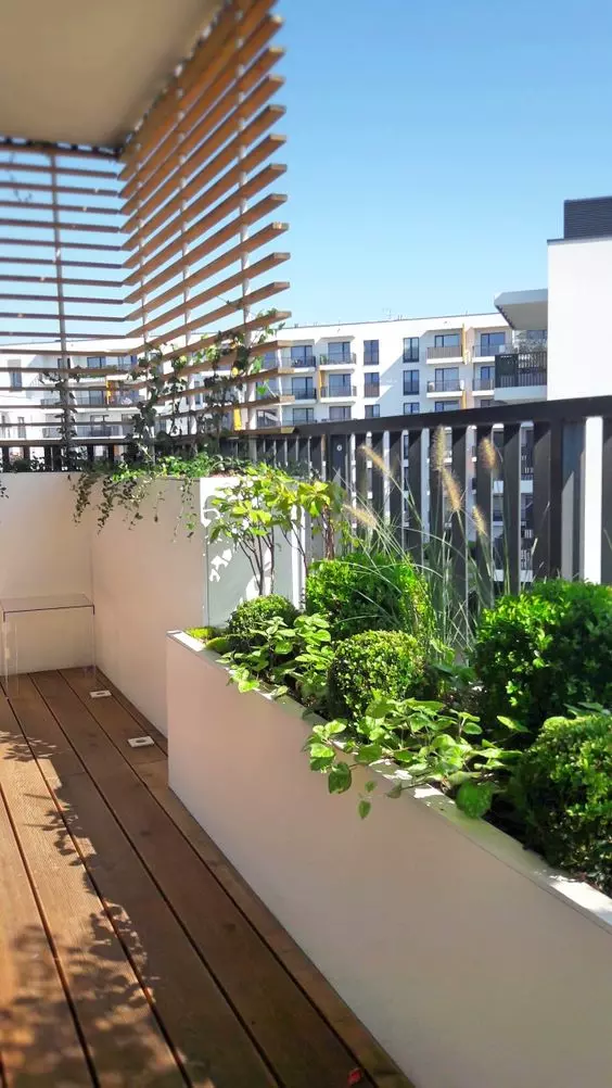 plants on the balcony